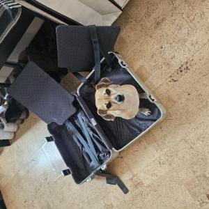 Image of Valentina, Lost Dog