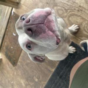 Image of Unknown, Found Dog