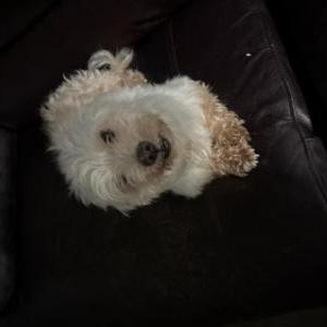 Image of Chulo, Lost Dog