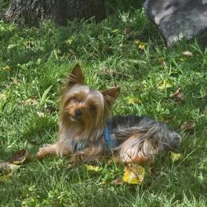 Image of Pretzel, Lost Dog