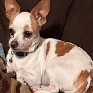 Image of Lucy, Lost Dog