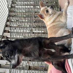 Image of T Bone, Lost Dog