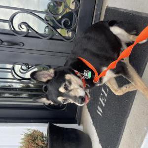 Found Dog Shadow Gogi