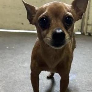 Image of Buddy, Lost Dog