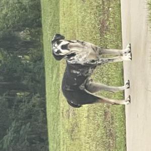 Image of unknown, Found Dog