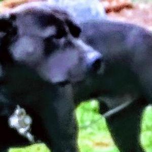 Image of Black, Lost Dog