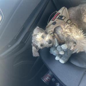 Lost Dog Lil Bit