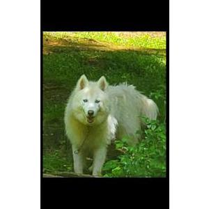 Image of LEO, Lost Dog