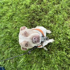 Found Dog unknown
