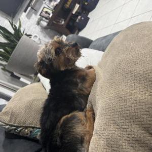 Lost Dog Max
