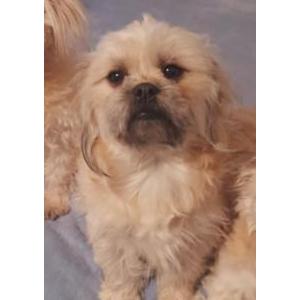 Image of Bear bear, Lost Dog