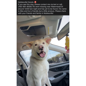 Lost Dog Niko