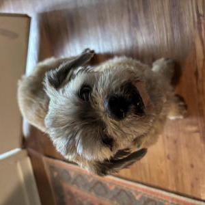 Lost Dog Andy