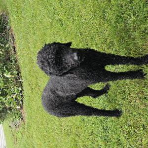 Image of unknown, Found Dog