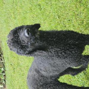 Image of unknown, Found Dog