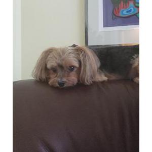 Lost Dog Bambi