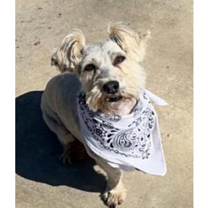 Image of Scamp, Lost Dog