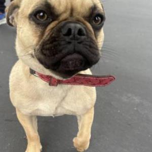 Image of Unknown, Found Dog