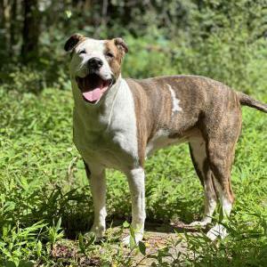 Image of Laney, Lost Dog