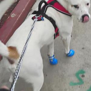 Image of Gurero, Lost Dog