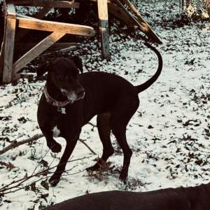 Lost Dog Lillian