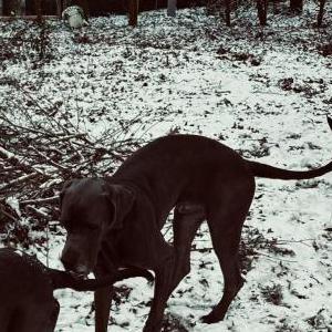 Lost Dog T-Ham