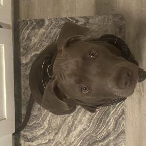 Image of Blue, Lost Dog