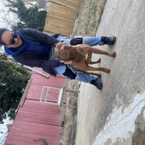 Image of Hercules, Lost Dog