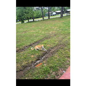 Image of Sheba, Lost Dog