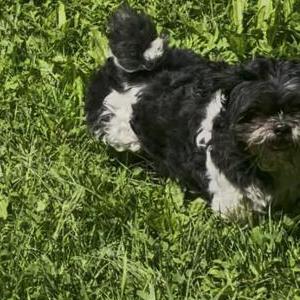 Lost Dog Boomer