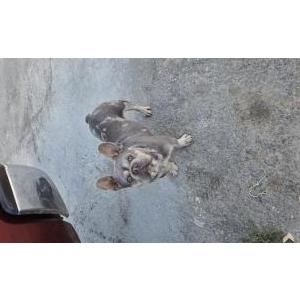 Image of Yeager, Lost Dog