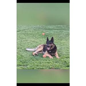 Lost Dog Zeus