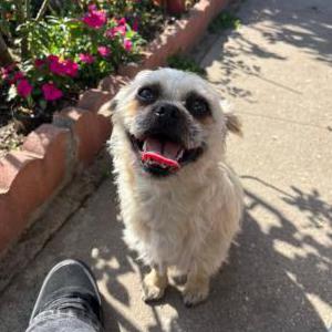 Image of Lucy, Lost Dog