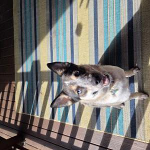 Lost 1 Piper (PA)