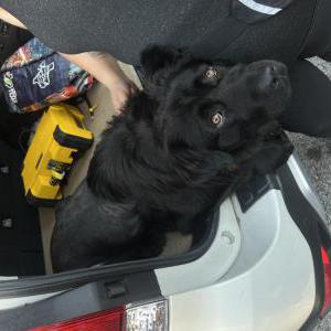 Found Dog Unknown