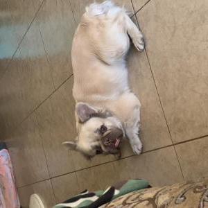 Image of Unknown, Found Dog