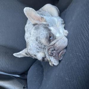 Image of Unknown, Found Dog
