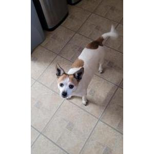 Image of Skippy, Lost Dog