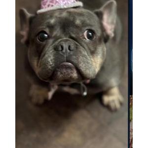 Image of Scarlett, Lost Dog