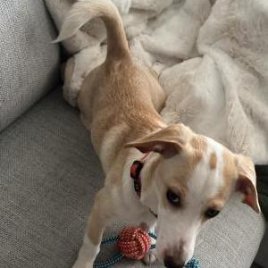 Lost Dog Cashew