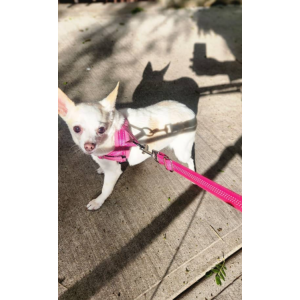 Lost Dog Tiffy (Tiffany)
