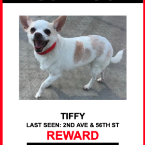 Lost Dog TIFFY
