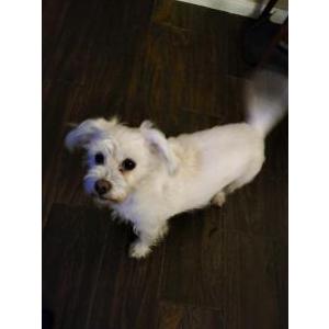 Image of Nora, Lost Dog