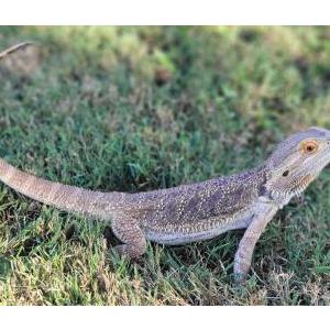Lost 6 Spyro (IL)