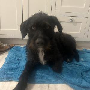 Image of Unknown, Found Dog