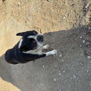Image of Rufus Lopez, Lost Dog