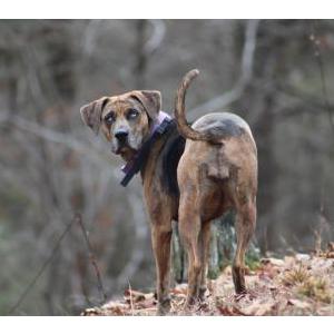 Image of Sally, Lost Dog