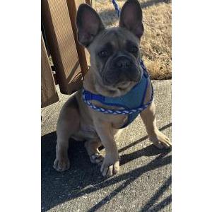 Image of ORUS, Lost Dog