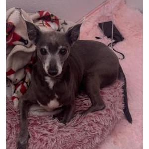 Lost 1 flor/fleur (CA)