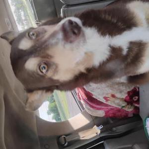Image of Brownie, Lost Dog